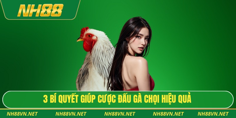 Đá Gà Chọi - Trọn Bộ Góc Nhìn Hiện Đại Cho Người Yêu Thích 4 3 bí quyết giúp cược đấu gà chọi hiệu quả