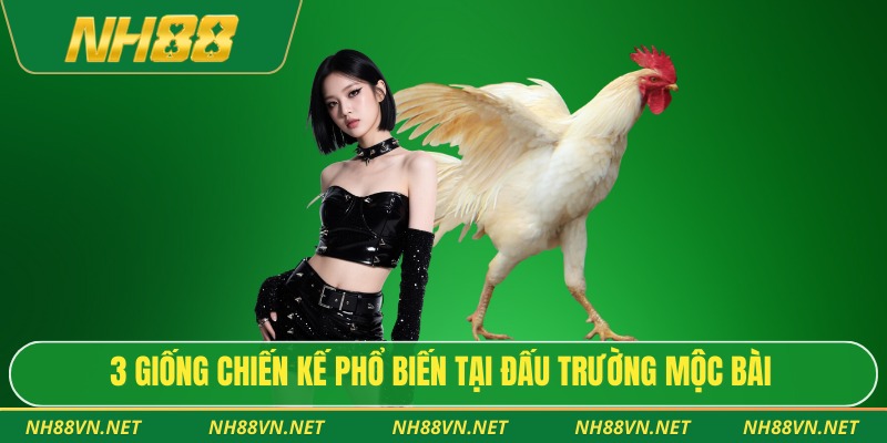 Đá Gà Mộc Bài – Trường Gà Tây Ninh Lớn Nhất Miền Nam 2025 4 3 giống chiến kế phổ biến tại đấu trường Mộc Bài