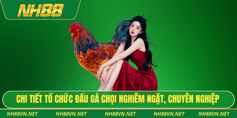 Đá Gà Chọi - Trọn Bộ Góc Nhìn Hiện Đại Cho Người Yêu Thích 3 Chi tiết tổ chức đấu gà chọi nghiêm ngặt, chuyên nghiệp