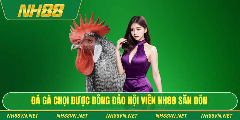 Đá Gà Chọi - Trọn Bộ Góc Nhìn Hiện Đại Cho Người Yêu Thích 2 Đá gà chọi được đông đảo hội viên NH88 săn đón