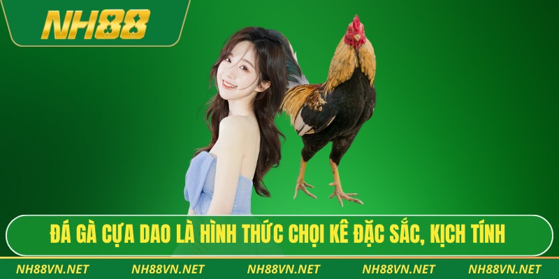 Đá gà cựa dao là hình thức chọi kê đặc sắc, kịch tính
