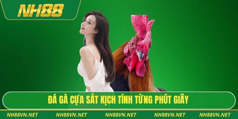Đá gà cựa sắt kịch tính từng phút giây