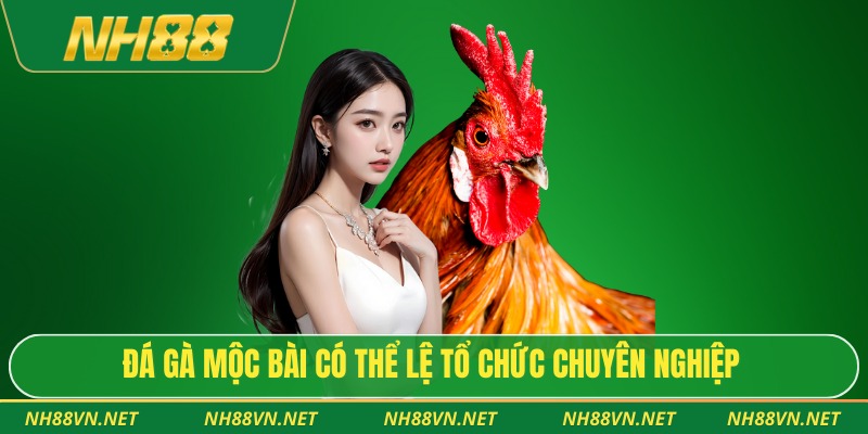 Đá Gà Mộc Bài – Trường Gà Tây Ninh Lớn Nhất Miền Nam 2025 3 Đá gà Mộc Bài có thể lệ tổ chức chuyên nghiệp