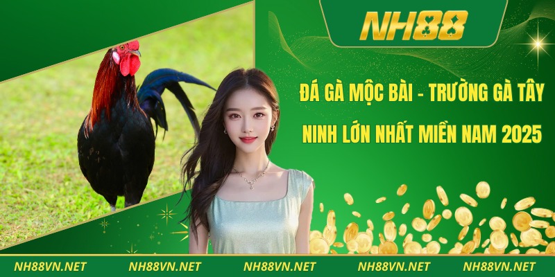 Đá Gà Mộc Bài – Trường Gà Tây Ninh Lớn Nhất Miền Nam 2025 1 Đá Gà Mộc Bài