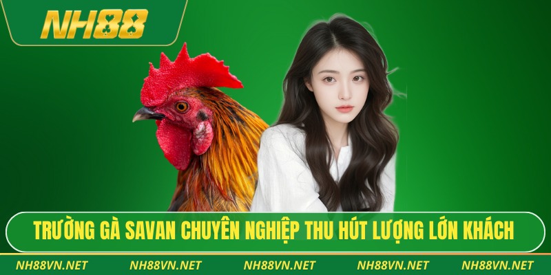 Trường gà Savan chuyên nghiệp thu hút lượng lớn khách